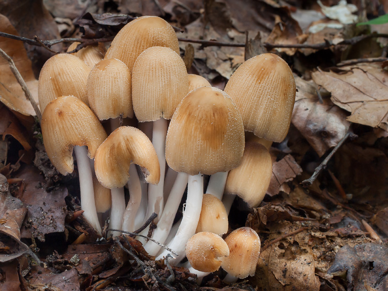 Coprinellus micaceus